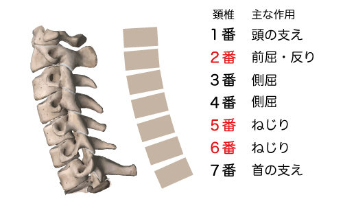 頚椎1番～７番