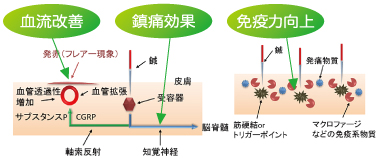 鍼灸の効能